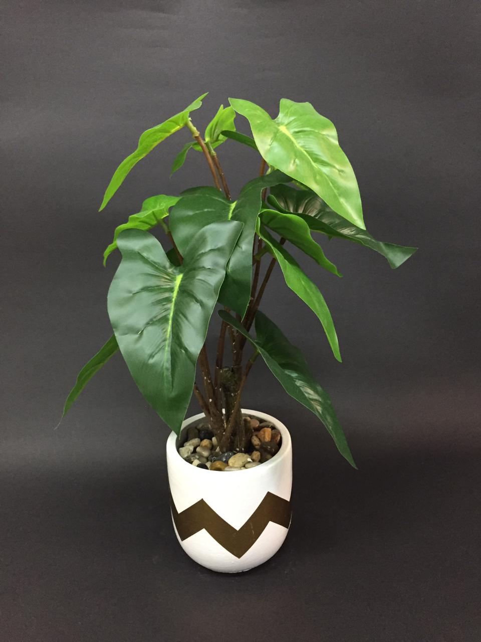 Philodendron Plant In Modern Golden Zigzag Designer Pots Garden Tamrapatra