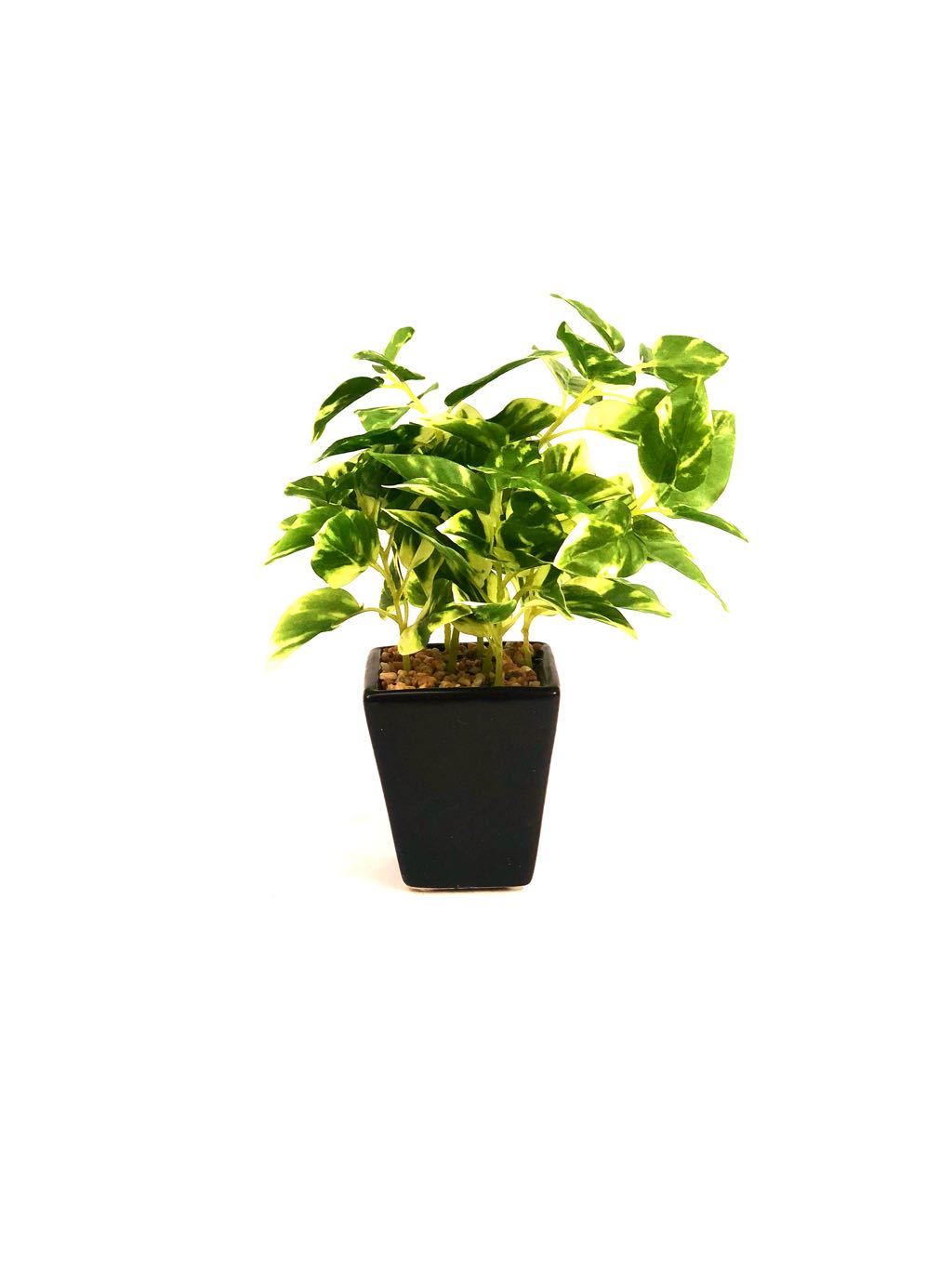 Sweet Little Indoor Plants Household Devil's Ivy Artificial Range Tamrapatra