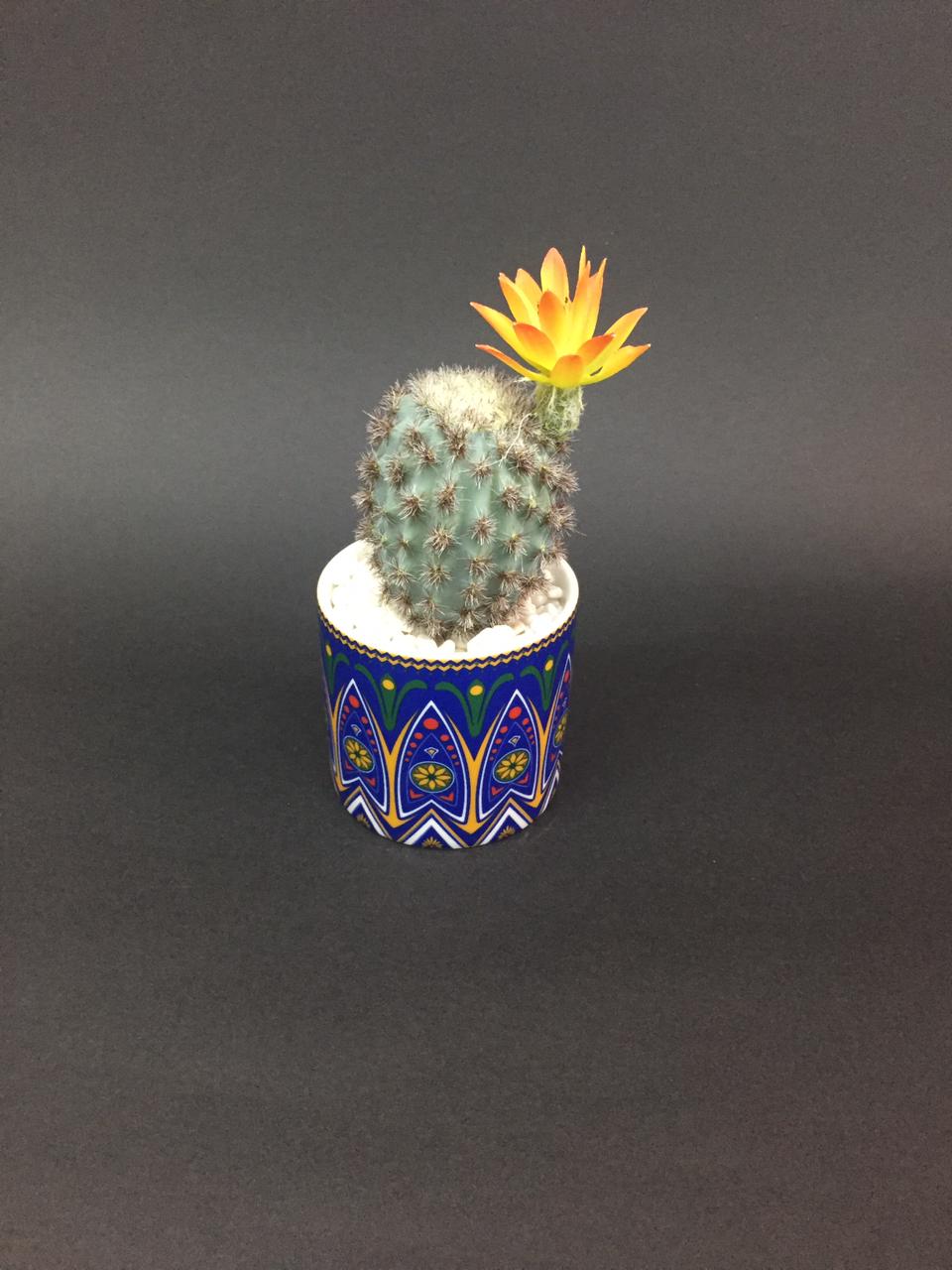 Exclusive Decorative Pots With Succulents Must Buy Limited Stock Tamrapatra