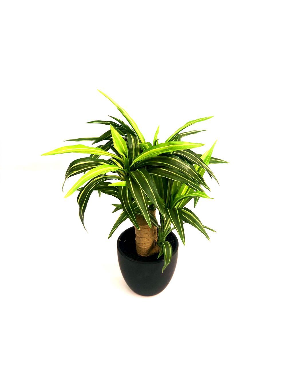 Yucca Plant For Indoor Excellent Addition To Lovely Homes Tamrapatra