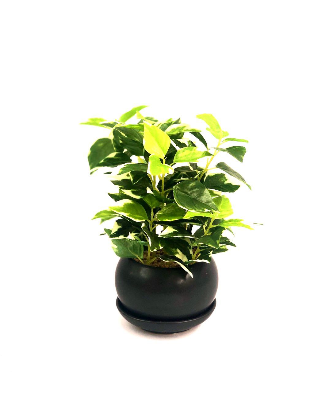 Golden Pothos Indoor Plants Premium Modern Ceramic Pot By Tamrapatra