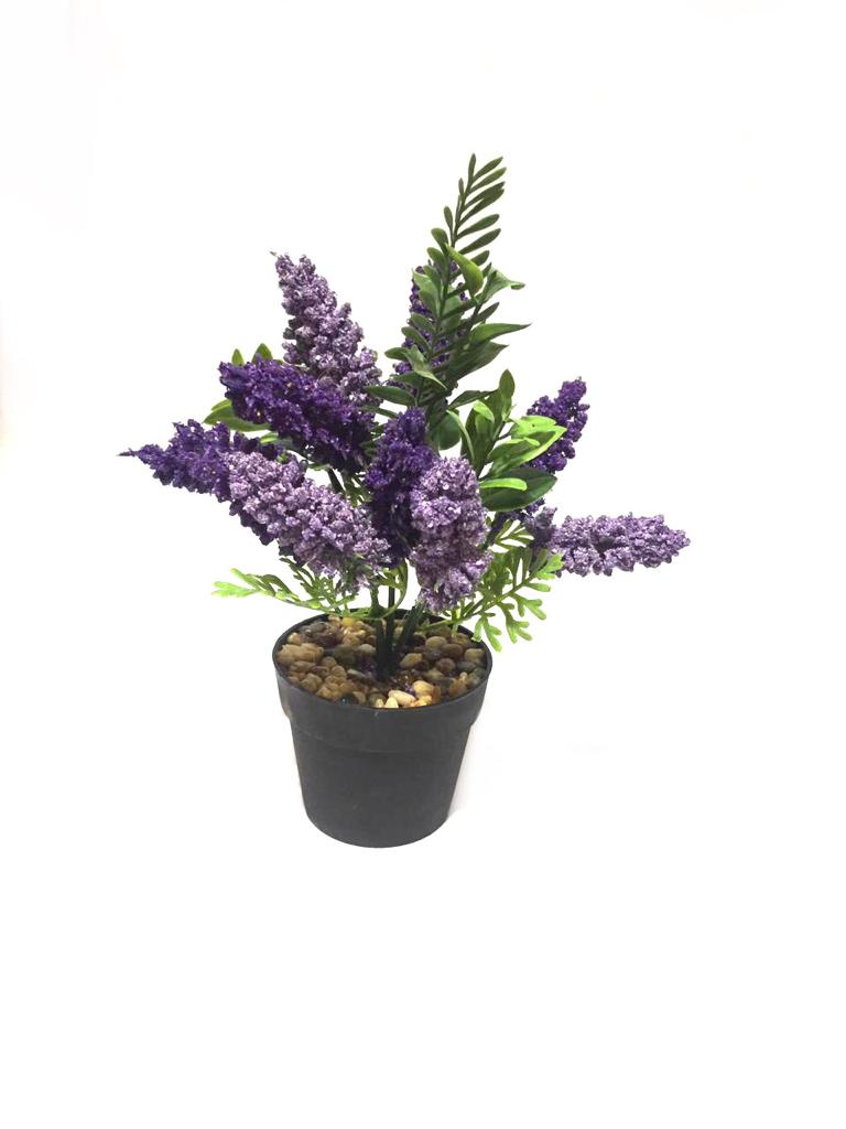 Acacia Dealbata Attractive Plant In Bold Black Pots For House Décor Tamrapatra