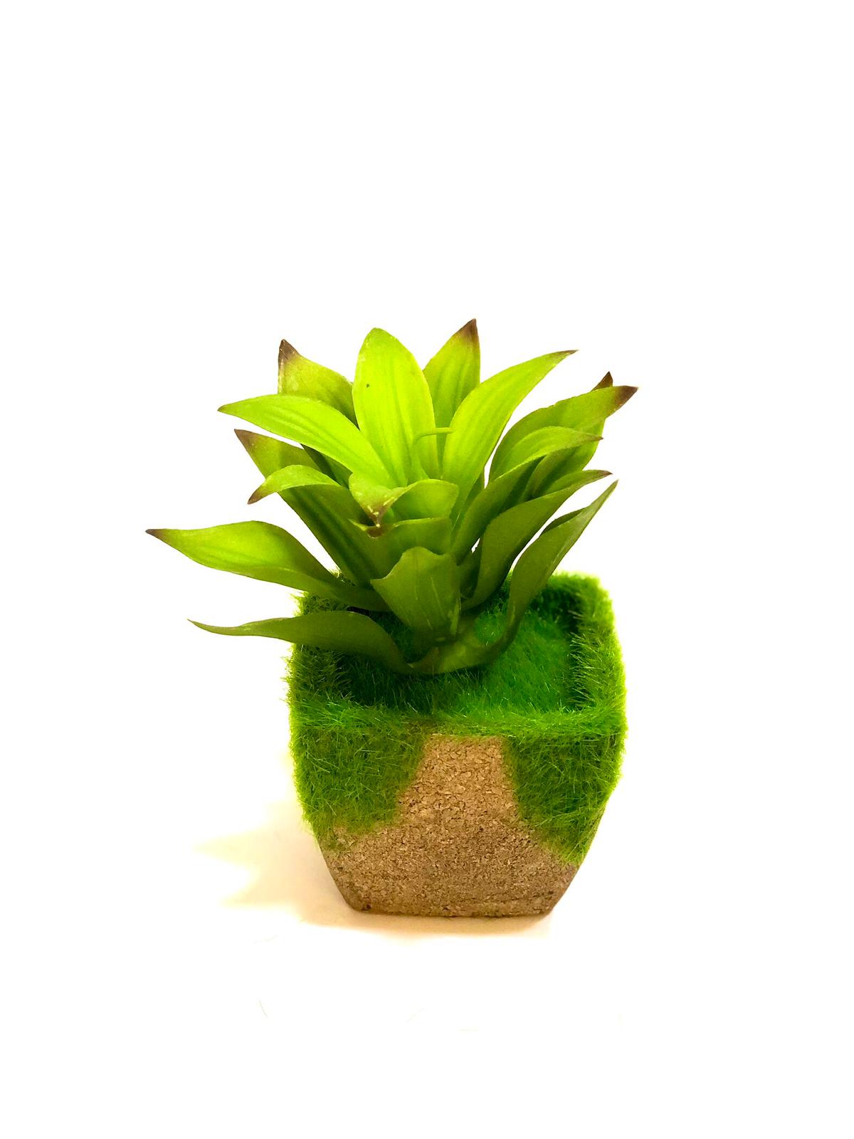 Standard Trapezoid Style Cork Moss Plants With Unique Succulents Tamrapatra