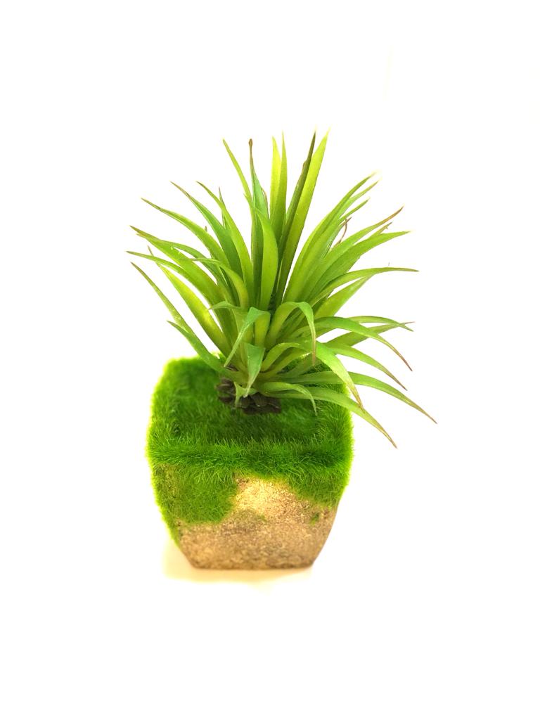 Standard Trapezoid Style Cork Moss Plants With Unique Succulents Tamrapatra