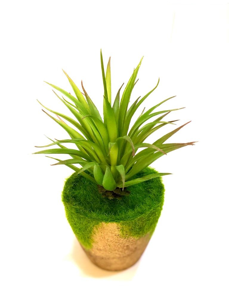 Indoor Moss Plant Cork Based Trapezoid Pot With Variety Succulents Tamrapatra