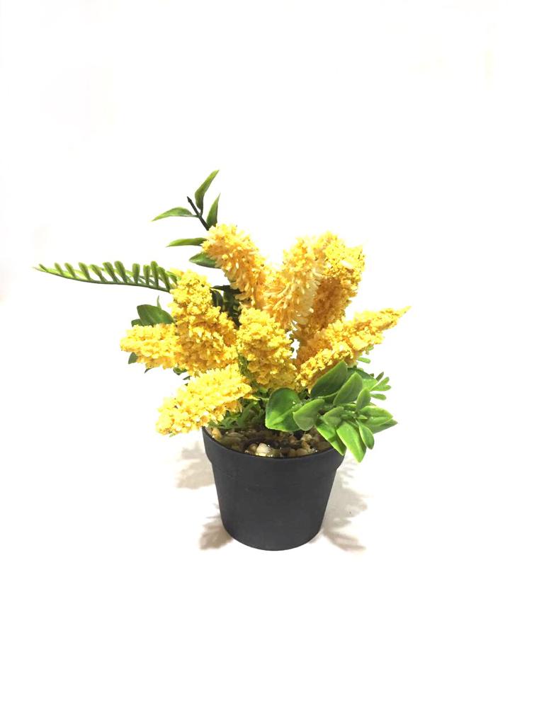 Acacia Dealbata Attractive Plant In Bold Black Pots For House Décor Tamrapatra