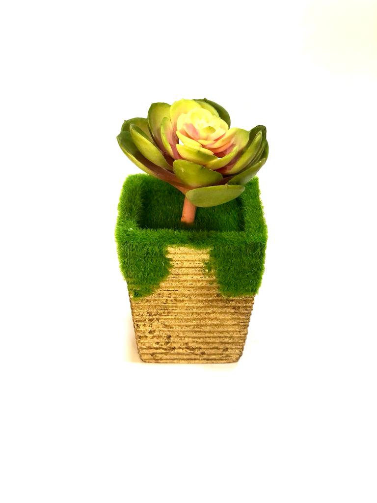 Indoor Plants Garden Selection Moss Pots With Pretty Succulents Tamrapatra