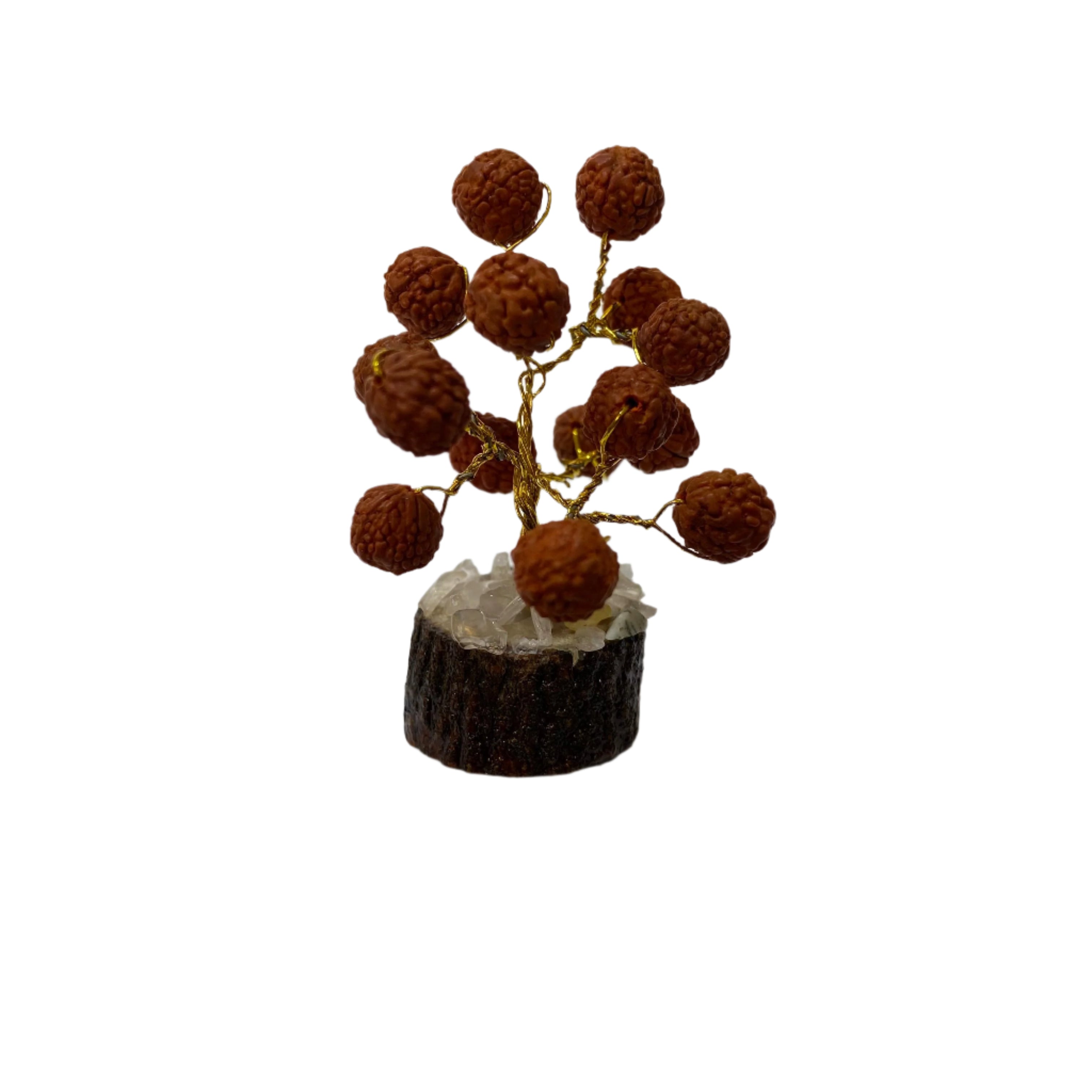 Evil Eye Rudraksh Gomti Tree Exclusive Gifting Healing Tree From Tamrapatra