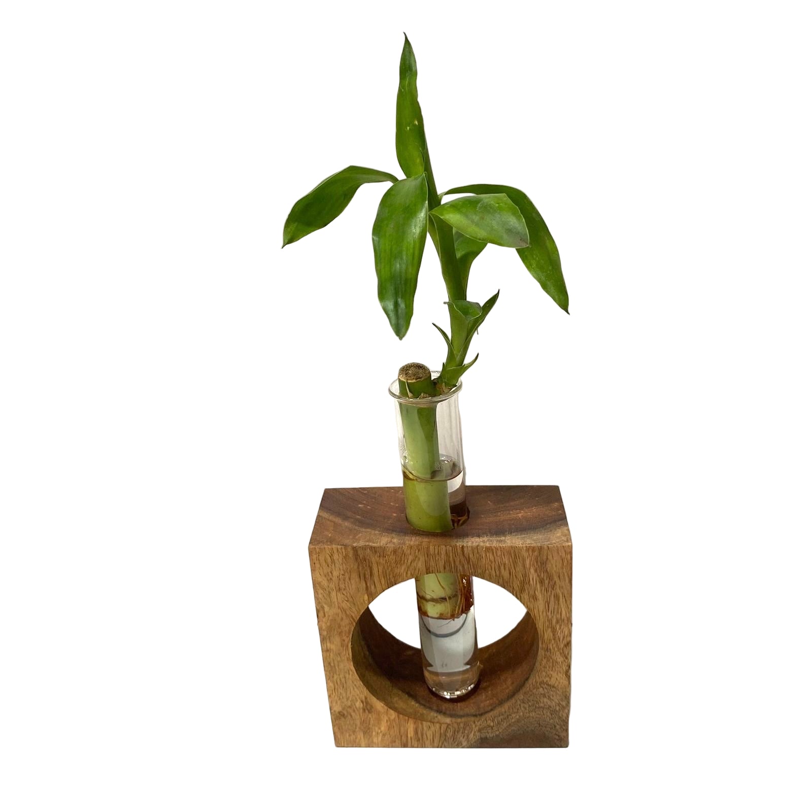 Bamboo plant in a glass vase on a wooden block against a white background