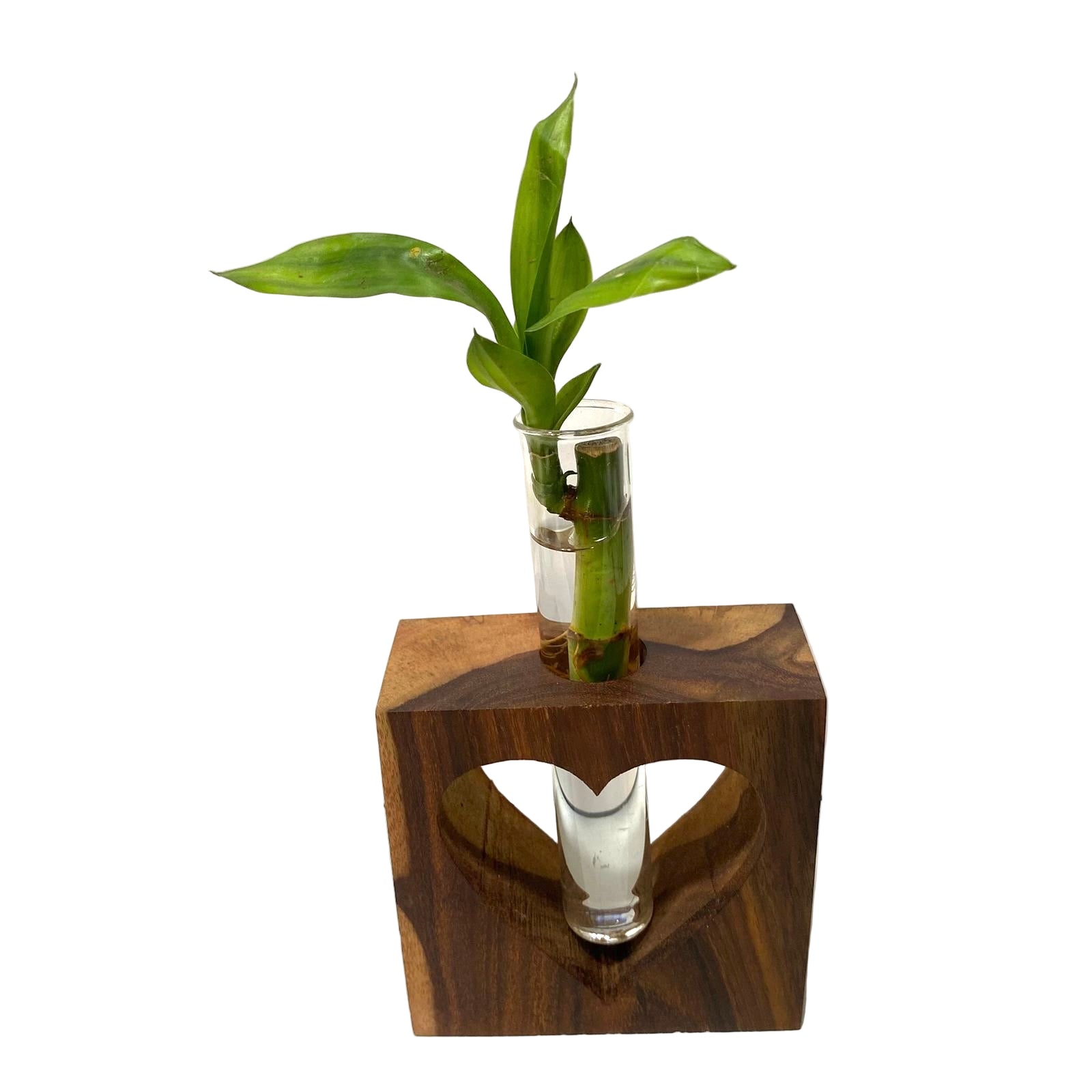 Glass vase with green plant on a wooden block against a white background