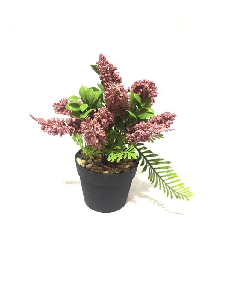 Acacia Dealbata Attractive Plant In Bold Black Pots For House Décor Tamrapatra