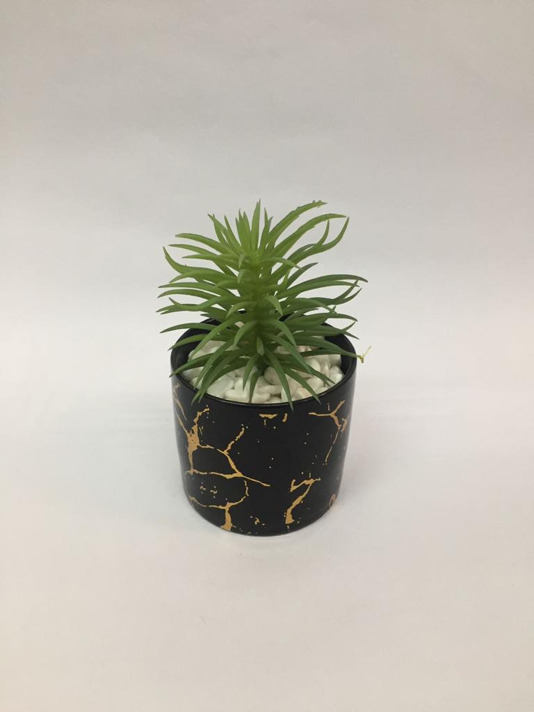 Crackled Golden Finished Pots With Attractive Succulents Plants By Tamrapatra