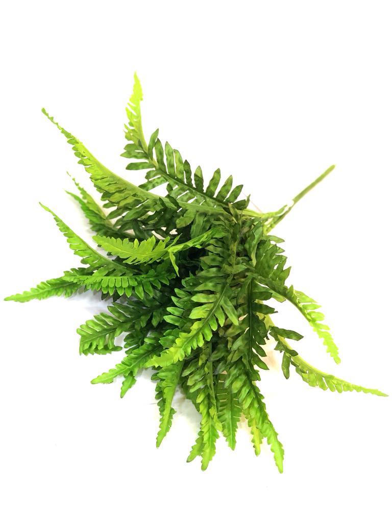 Nephrolepis "Sword Fern" Garden Collection Décor Plants Ideas By Tamrapatra