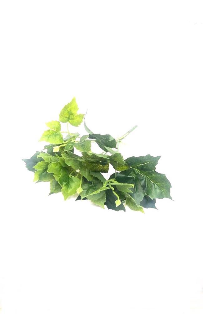 Hedera Helix Plants Bunch In Various Style & Sizes Home Décor Garden Tamrapatra