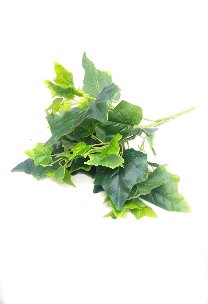 Hedera Helix Plants Bunch In Various Style & Sizes Home Décor Garden Tamrapatra