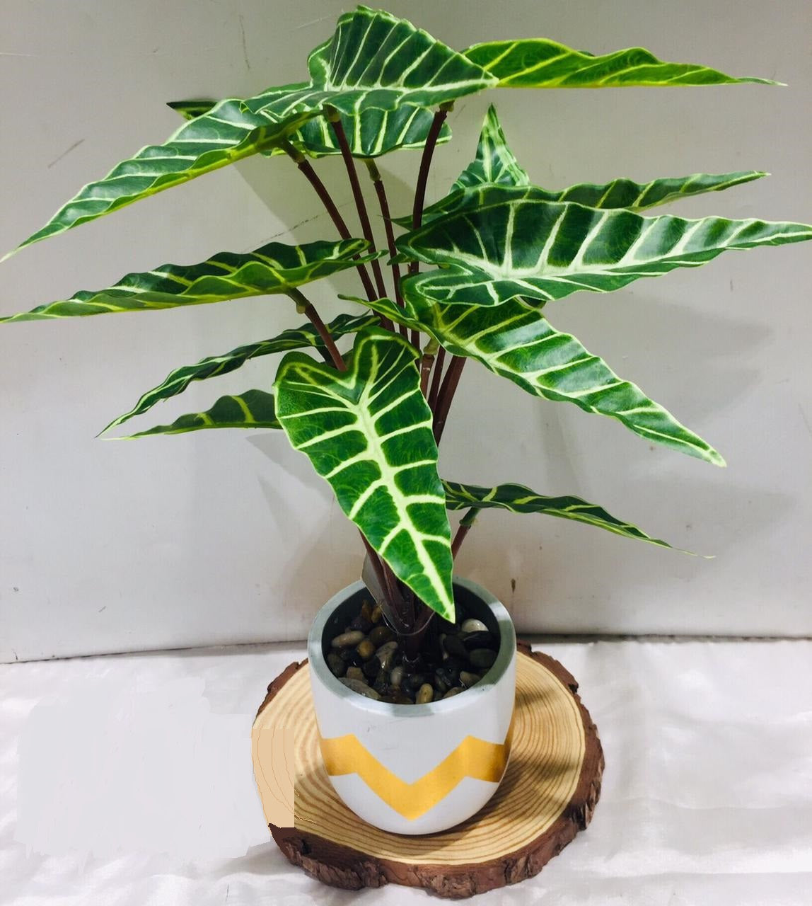 Alocasia Indoor Plant With Modern Zigzag Designer White Golden Pot Tamrapatra