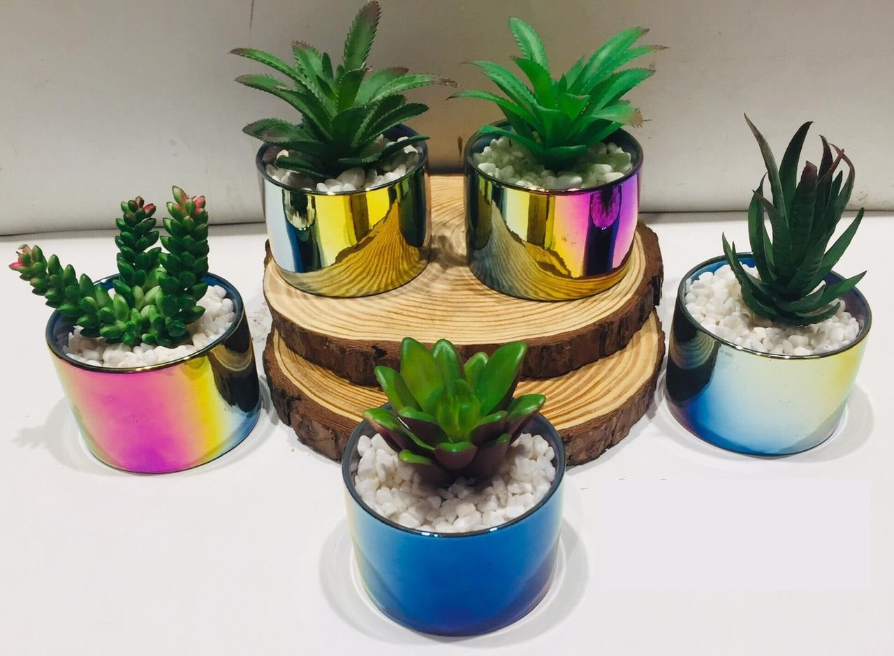 Rainbow Modern Pots With Succulents Indoor Lifestyle Interior Design Tamrapatra