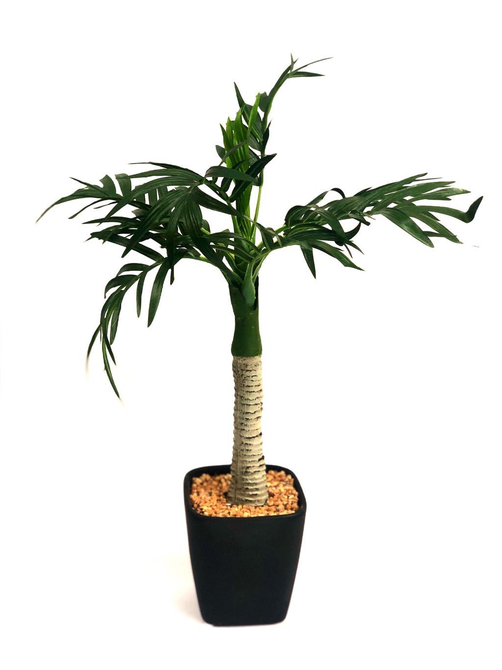 Palm Tree Portrayal In Exclusive Pot Indoor Plants Best Quality Tamrapatra
