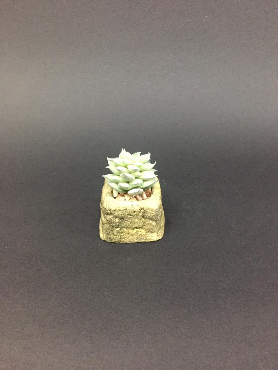 Sweet Mini Succulents With Pots & Stones For Indoor Décor Plants By Tamrapatra