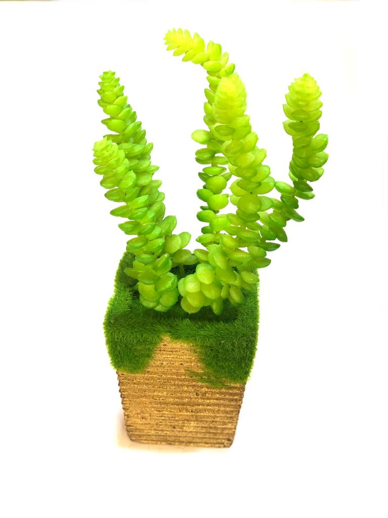 Indoor Plants Garden Selection Moss Pots With Pretty Succulents Tamrapatra