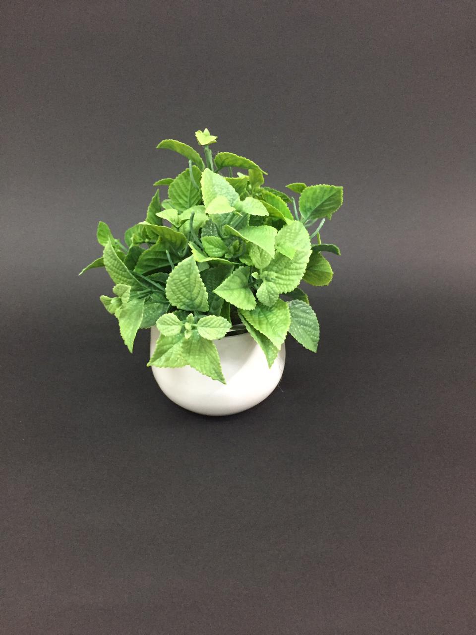 Peppermint Plant In White Pot Add Greenery To Your Sweet Homes By Tamrapatra