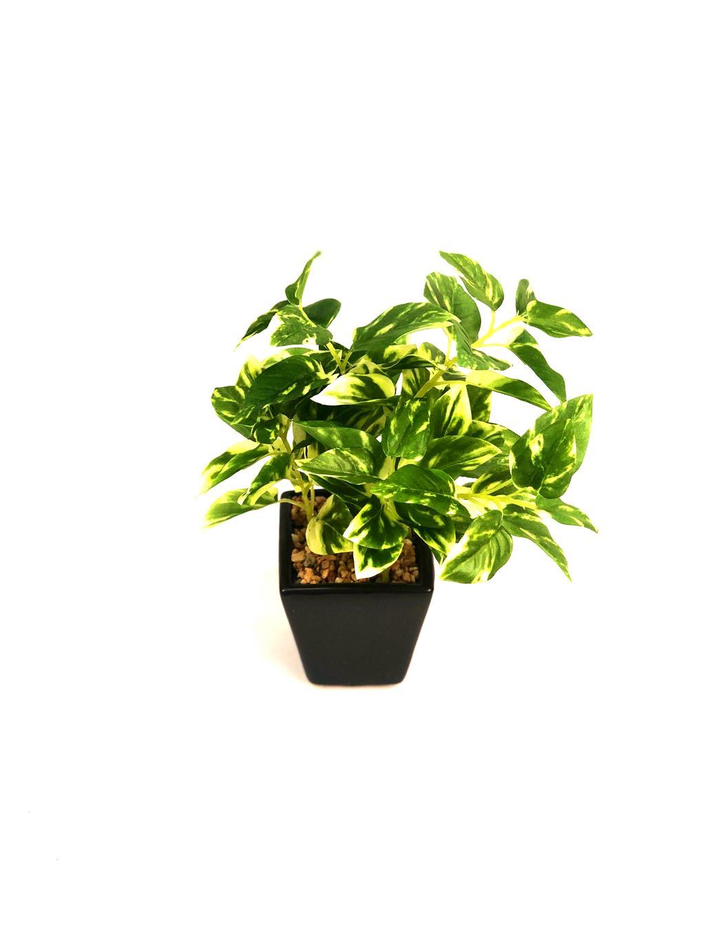 Sweet Little Indoor Plants Household Devil's Ivy Artificial Range Tamrapatra