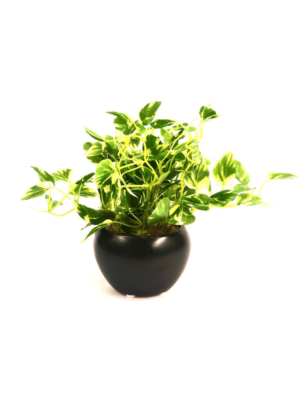 Excellent Quality Indoor Plants Devil's Ivy Modern Ceramic Pots Tamrapatra