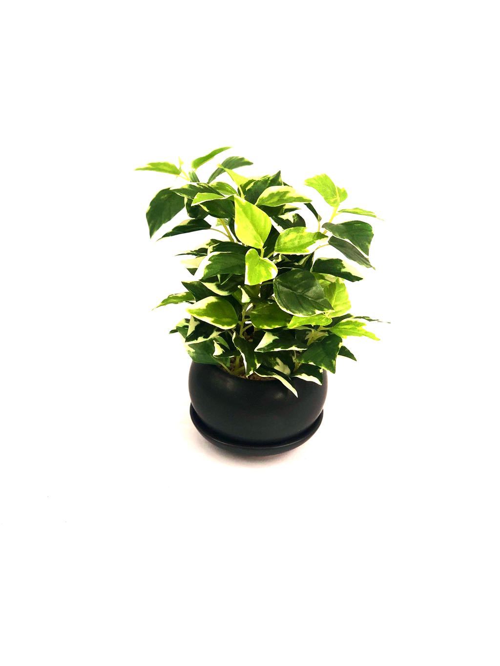 Golden Pothos Indoor Plants Premium Modern Ceramic Pot By Tamrapatra