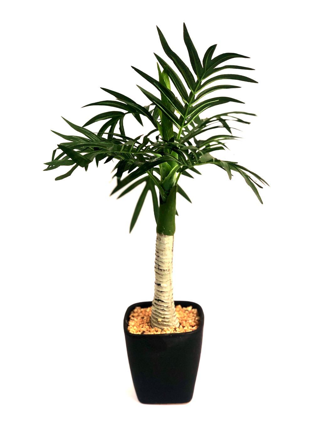 Palm Tree Portrayal In Exclusive Pot Indoor Plants Best Quality Tamrapatra