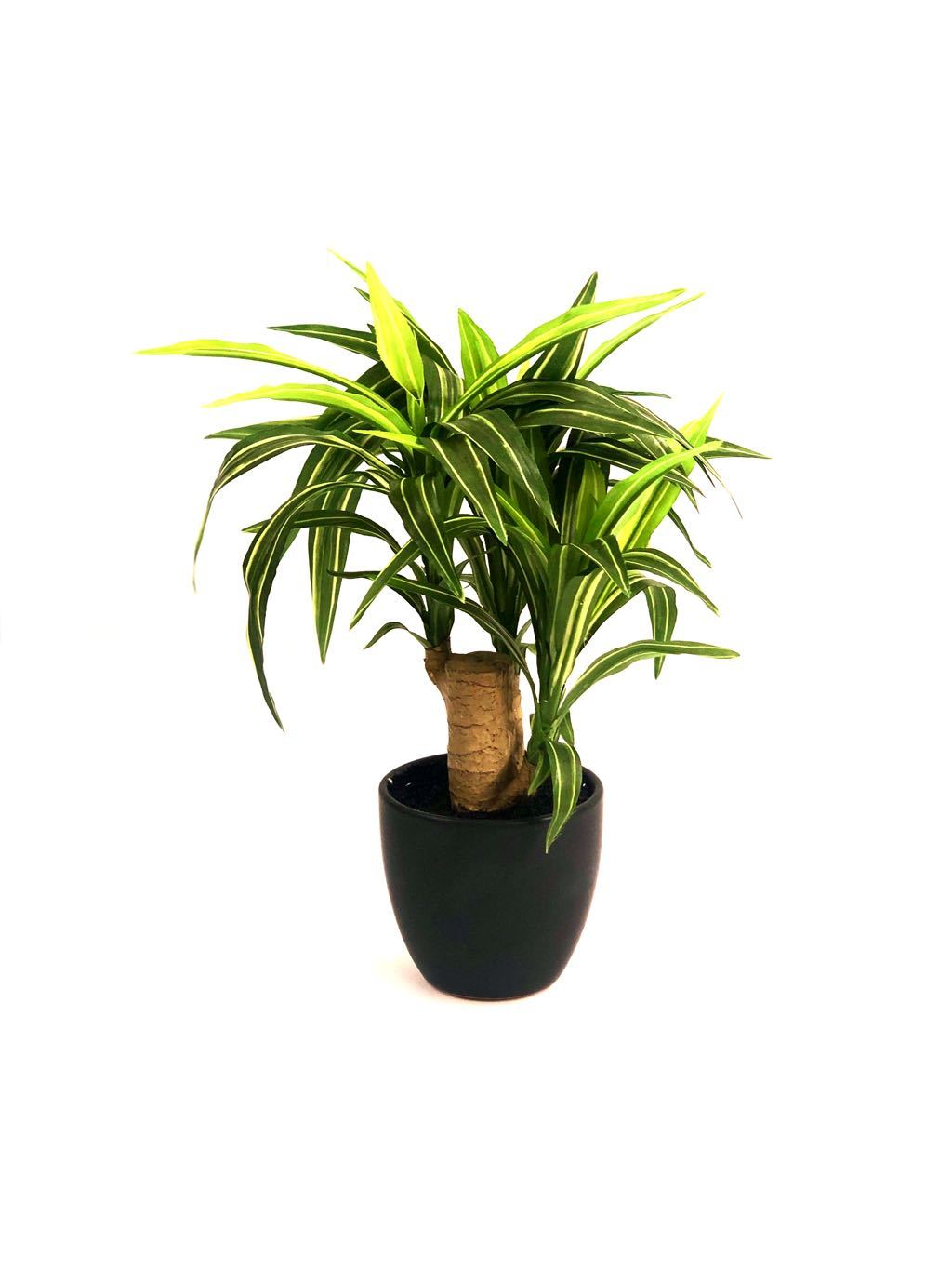 Yucca Plant For Indoor Excellent Addition To Lovely Homes Tamrapatra