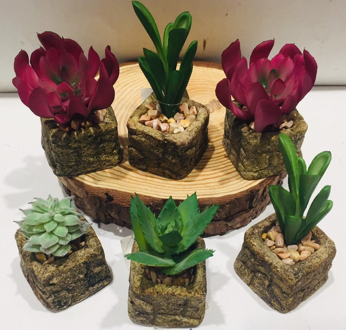 Sweet Mini Succulents With Pots & Stones For Indoor Décor Plants By Tamrapatra