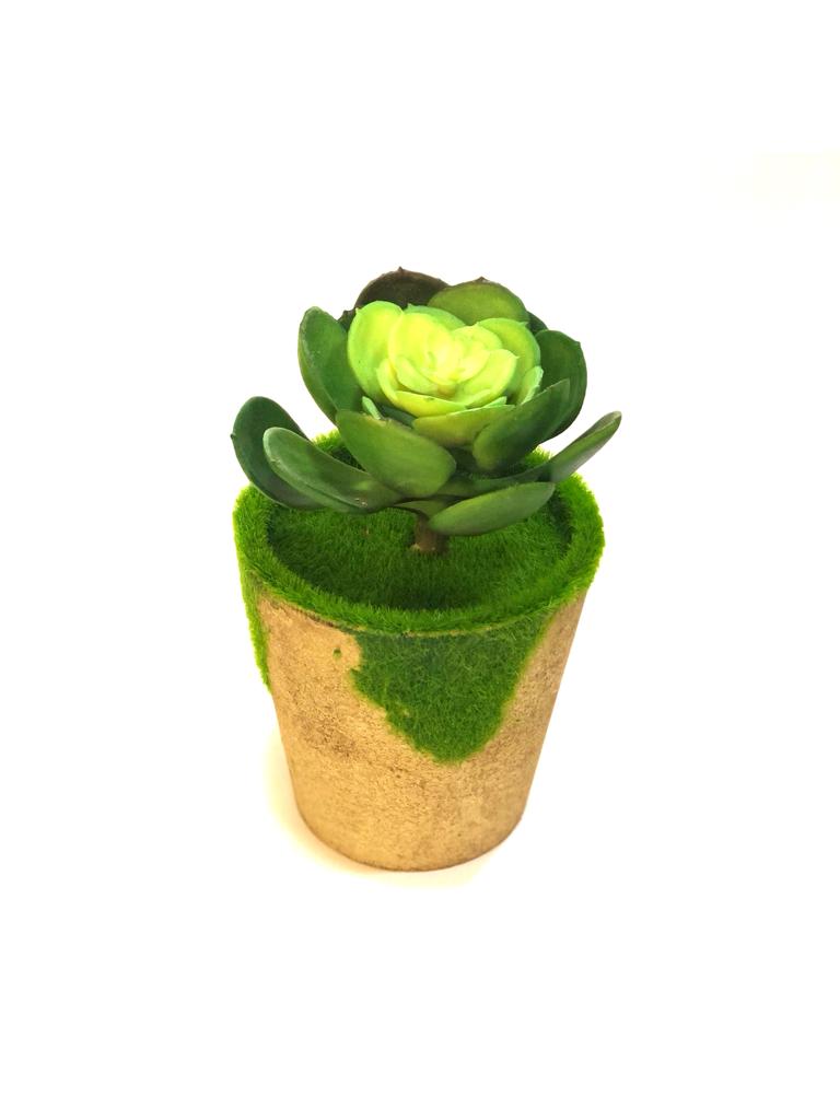 Moss Designer Indoor Plants With Various Succulents Home Décor By Tamrapatra
