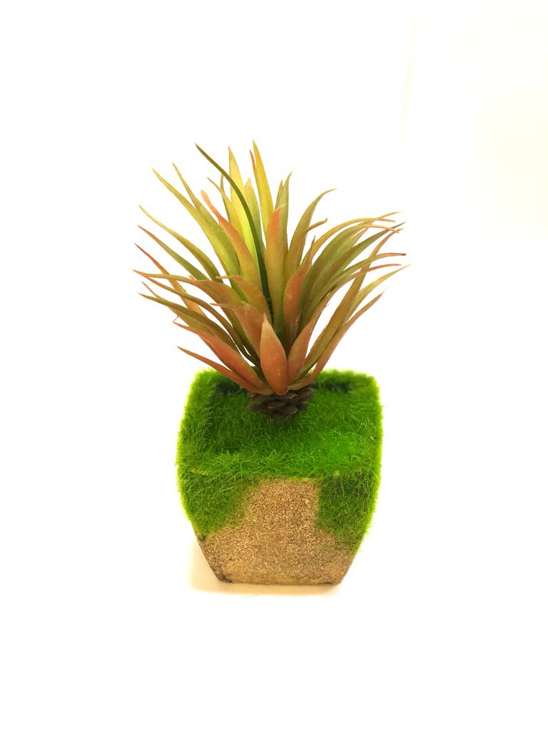 Standard Trapezoid Style Cork Moss Plants With Unique Succulents Tamrapatra