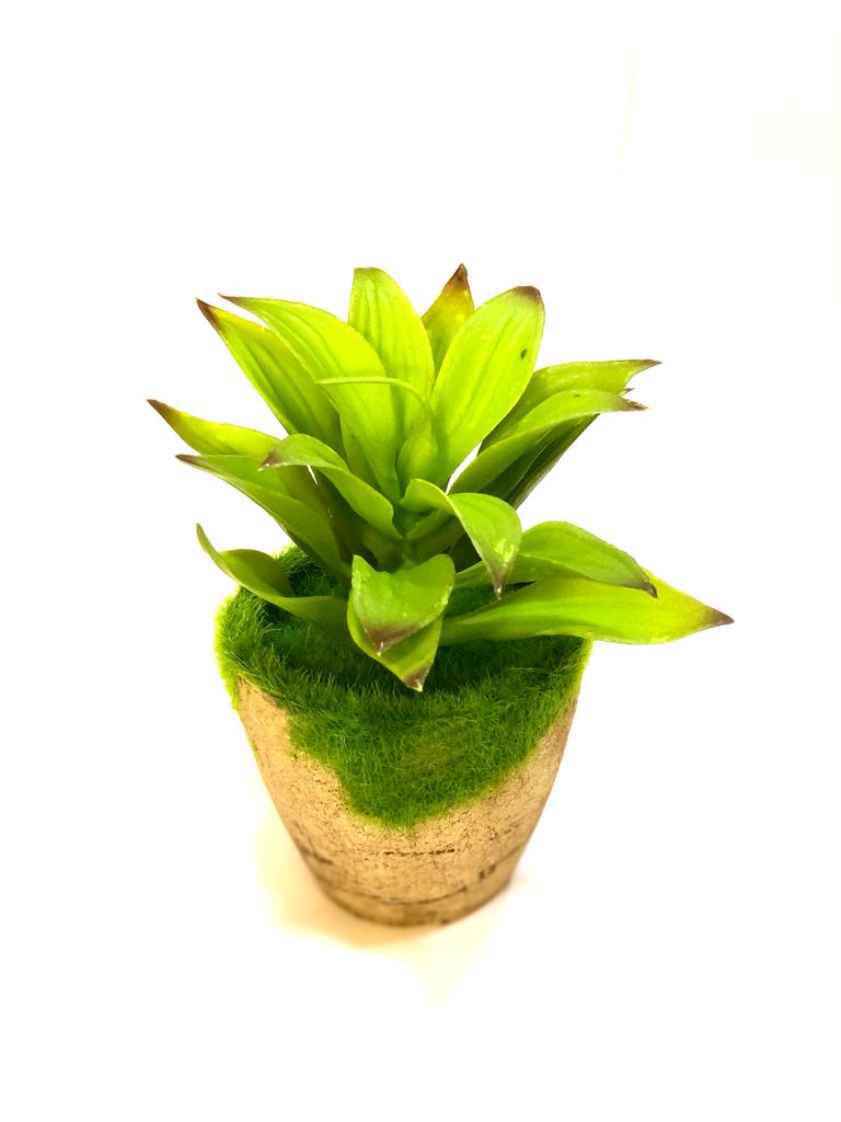Indoor Moss Plant Cork Based Trapezoid Pot With Variety Succulents Tamrapatra