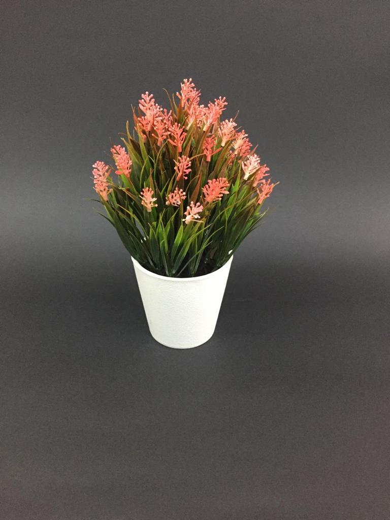 The Grass Finished Indoor Plant Absolute Attraction In Your Home From Tamrapatra